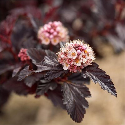 Файрсайд (Physocarpus opulifolius Fireside) 3919