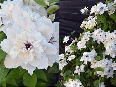 Фёст Лайт (Clematis First Light) 3937