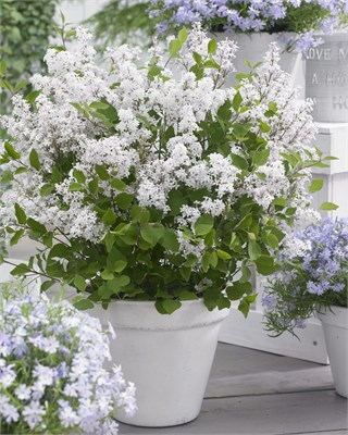 Флауэрфеста Уайт (Syringa meyeri Flowerfesta white) 3955