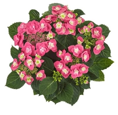 Флейм Хот Пинк (Hydrangea macrophylla Flame Hot Pink) 3956