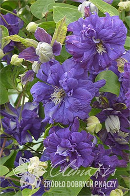 Флорал Данс (Clematis Floral Dance) 3959
