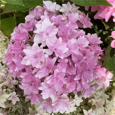 Флория (Hydrangea macrophylla Floria) 3964