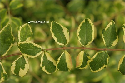 Фолис Вариегатис (Symphoricarpos orbiculatus Foliis Variegatis ) 3967