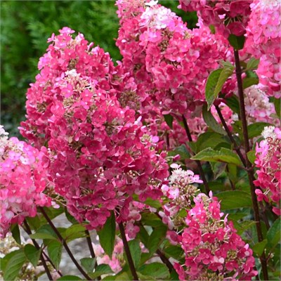 Фрамбуазин (Hydrangea paniculata Framboisine) 3968