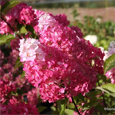Фрейз Мельба (Hydrangea paniculata Fraise Melba) 3971
