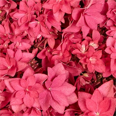 Фрэнси Хот Пинк (Hydrangea macrophylla Francy Hot Pink) 3976