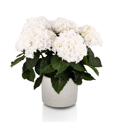 Хай Вейв Уайт (Hydrangea macrophylla Hi Wave White) 3979
