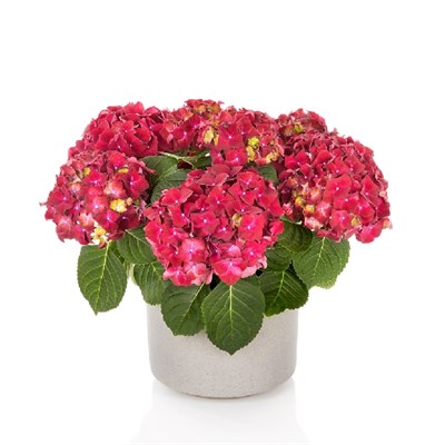 Хай Вулкано (Hydrangea macrophylla Hi Vulcano) 3980