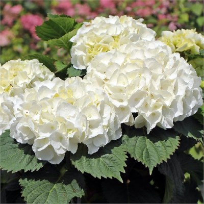 Хай Кристал Пэлас (Hydrangea macrophylla Hi Chrystal Palace) 3982