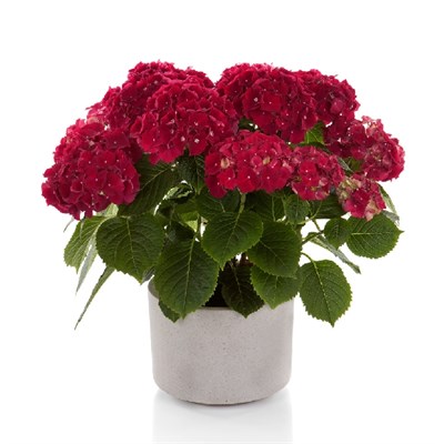 Хай Файр (Hydrangea macrophylla Hi Fire) 3989
