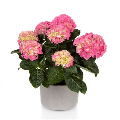 Хай Хало (Hydrangea macrophylla Hi Halo) 3991