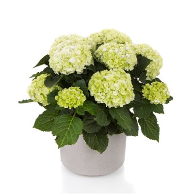 Хай Хейлстоун (Hydrangea macrophylla Hi Hailstone) 3992