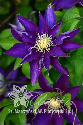 Хакуоокан (Clematis Hakuookan) 3993