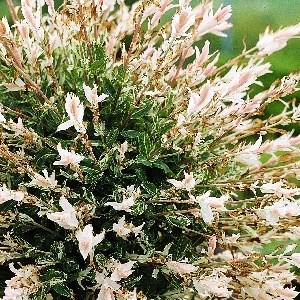 Хакуро Нишики (Salix integra Hakuro-nishiki) 3994