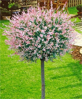 Хакуро Нишики (Salix integra Hakuro-nishiki) 3997