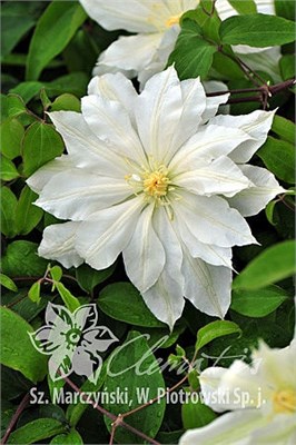 Халина Нолл (Clematis Halina Noll) 3998