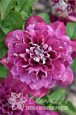 Хот Киссес (Clematis Hot Kisses) 4027