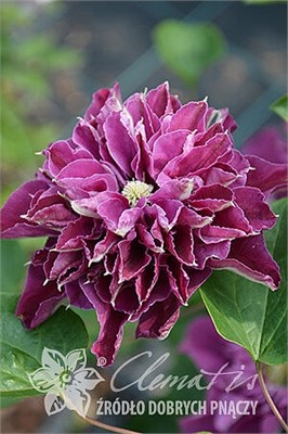 Хот Лов, C2 (Clematis Hot Love) 4030