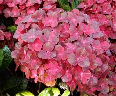 Чоколейт (Hydrangea macrophylla Chocolate) 4048