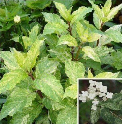 Шикоку Флэш (Hydrangea paniculata Shikoku Flash) 4053