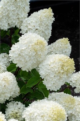 Шугар Раш , Living® (Европа) (Hydrangea paniculata Sugar Rush) 4062