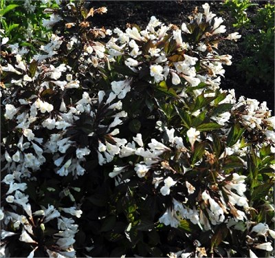 Эбони энд Айвори (Weigela Ebony and Ivory) 4065