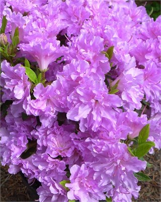 Элси Ли (Azalea japonica Elsie Lee) 4076