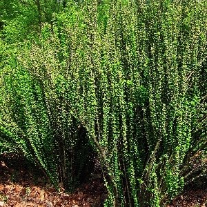 Эректа (Berberis thunbergii Erecta) 4081