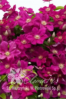 Эрнест Маркхем (Clematis Ernest Markham) 4086