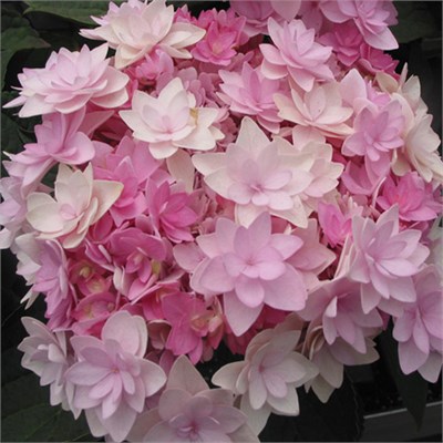 Ю энд Ми Романс (Hydrangea macrophylla You & Me Romance) 4092