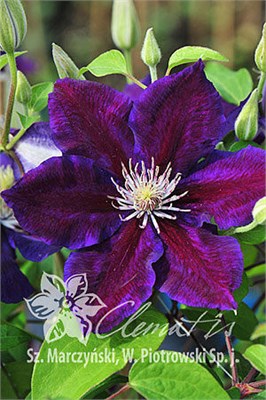 Юлька (Clematis Julka) 4094