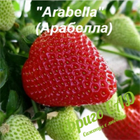 Земляника садовая Arabella 1686
