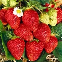 Земляника садовая Favori 1700