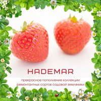 Земляника садовая Hademar 1703