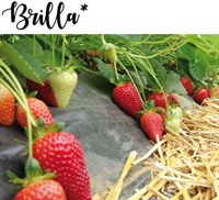 Земляника садовая Brilla 1729
