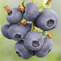 Голубика среднерослая Northblue 1831