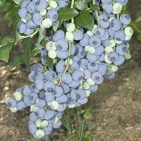 Голубика высокорослая Bluecrop 1833