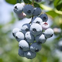 Голубика высокорослая Brigitta Blue 1838