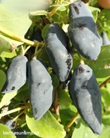 Жимолость Blue Banana 1904