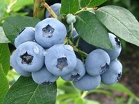 Голубика Высокорослая Denise blue 1919