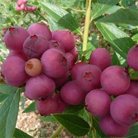 Голубика Высокорослая Pink lemonade 1924