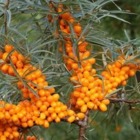 Облепиха  Friesdorfer Orange 1959