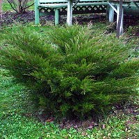 Можжевельник Mint Julep 1974