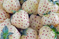 Ananas (белая) Земляника садовая 1984