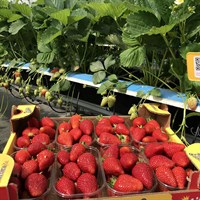 Земляника садовая Auge 1991