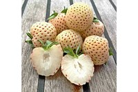 Земляника садовая Fragola Bianka N5 1778