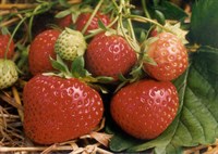 Земляника садовая Polka 1785