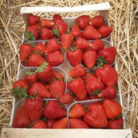 Земляника садовая Talia 1818