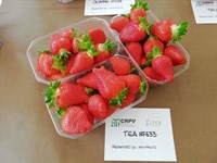Земляника садовая Tea 1800