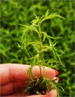 Берёза Betula pendula Karaca 2040